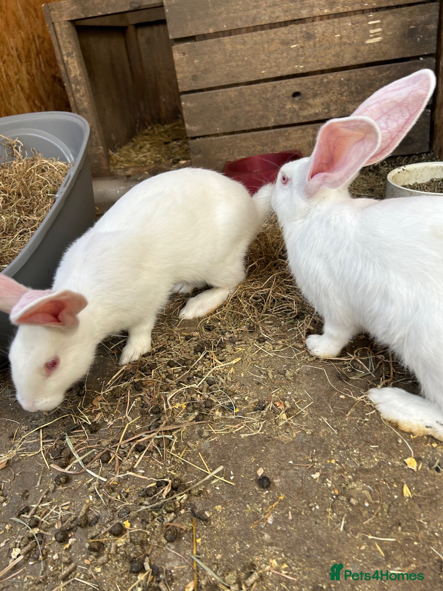 Continental Giant rabbits Gorgeous continental giant rabbits - Advert 1