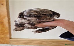 Cockapoo dogs for sale: F1 show type miniature cockapoo  - Image 12