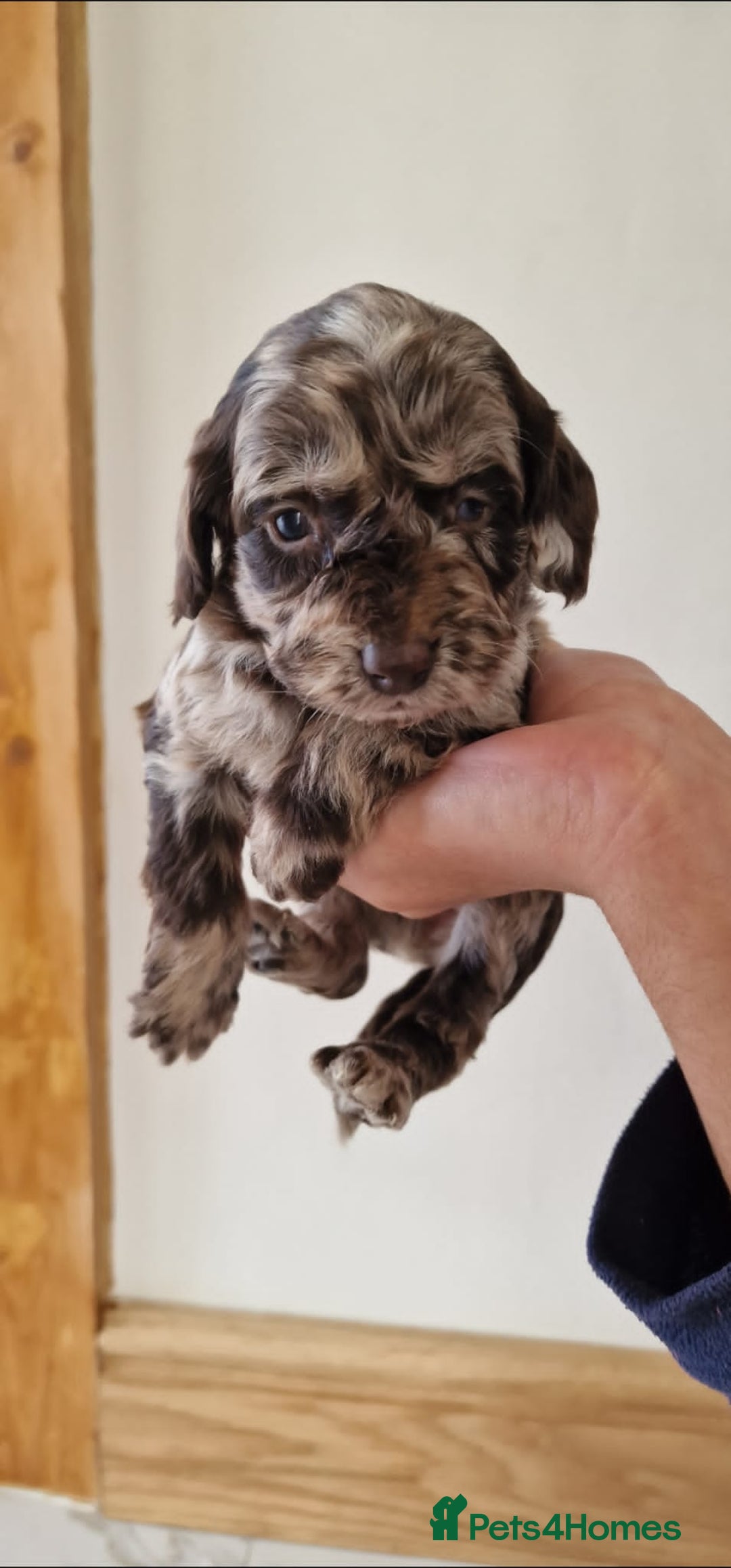 Cockapoo dogs for sale: F1 show type miniature cockapoo  - Image 12