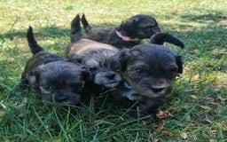 Shihpoo dogs for sale: Shihpoo Puppy 1 - f1 shihpoo puppies - Image 4