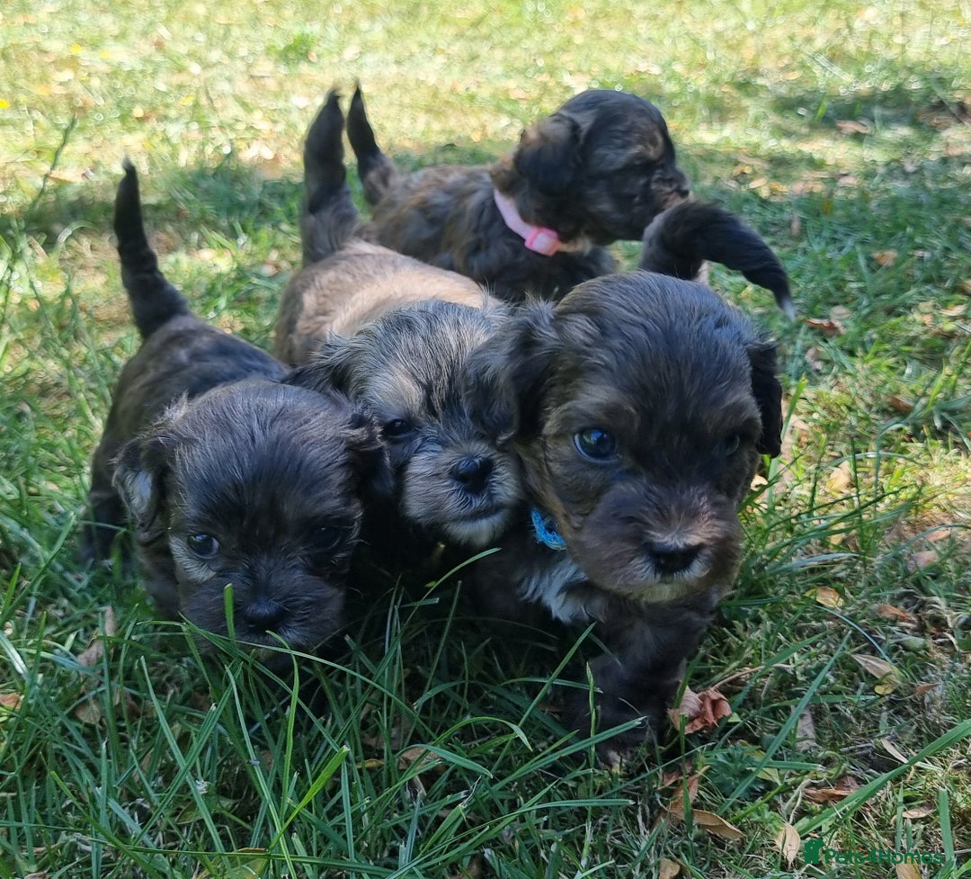 Shihpoo dogs for sale: Shihpoo Puppy 1 - f1 shihpoo puppies - Image 4
