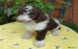 Labradoodle dogs for sale: Curly Coated Hypo-Allergenic Labradoodle Puppies   - Image 15
