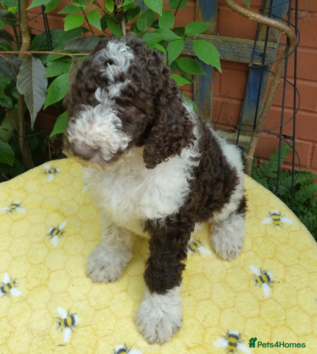 Labradoodle dogs for sale: Curly Coated Hypo-Allergenic Labradoodle Puppies   - Image 15