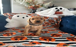 Labrador Retriever dogs for sale: Beautiful fox red Labrador pups - Image 29
