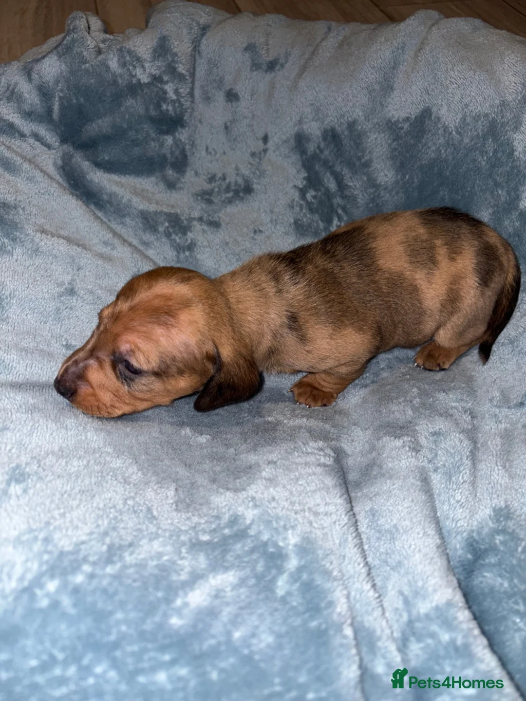 Miniature Dachshund dogs for sale: 4 Miniature Dachshund Puppies - Advert 8