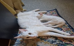 Turkish Angora cats for sale: 3 year old cat for sale (NOT KITTENS) - Image 4