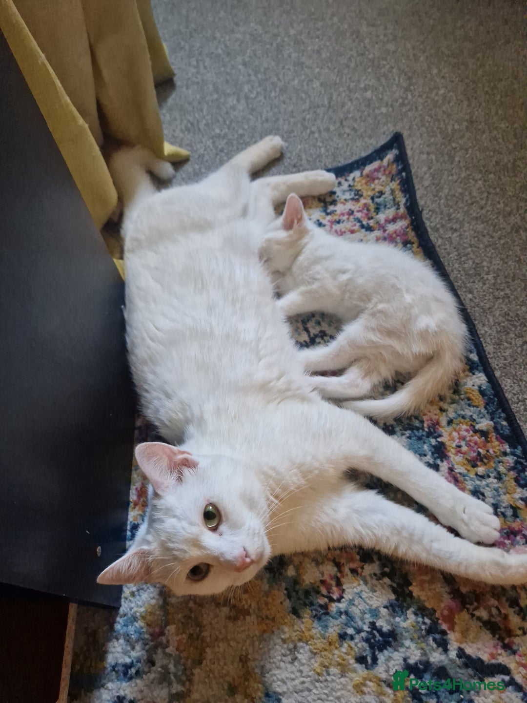 Turkish Angora cats for sale: 3 year old cat for sale (NOT KITTENS) - Image 4