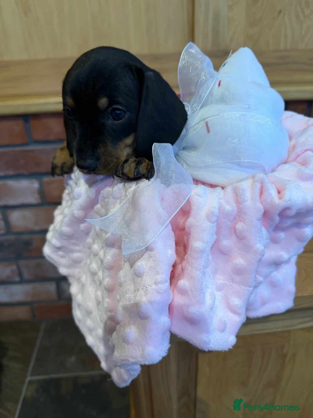Dachshund dogs for sale: Miniature dachshunds  - Advert 17