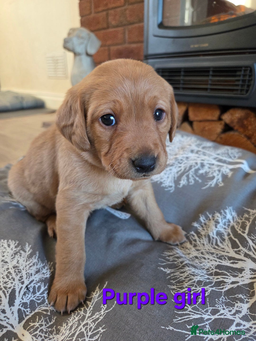 Labrador Retriever dogs for sale: Stunning Red fox labrador puppies  - Advert 24
