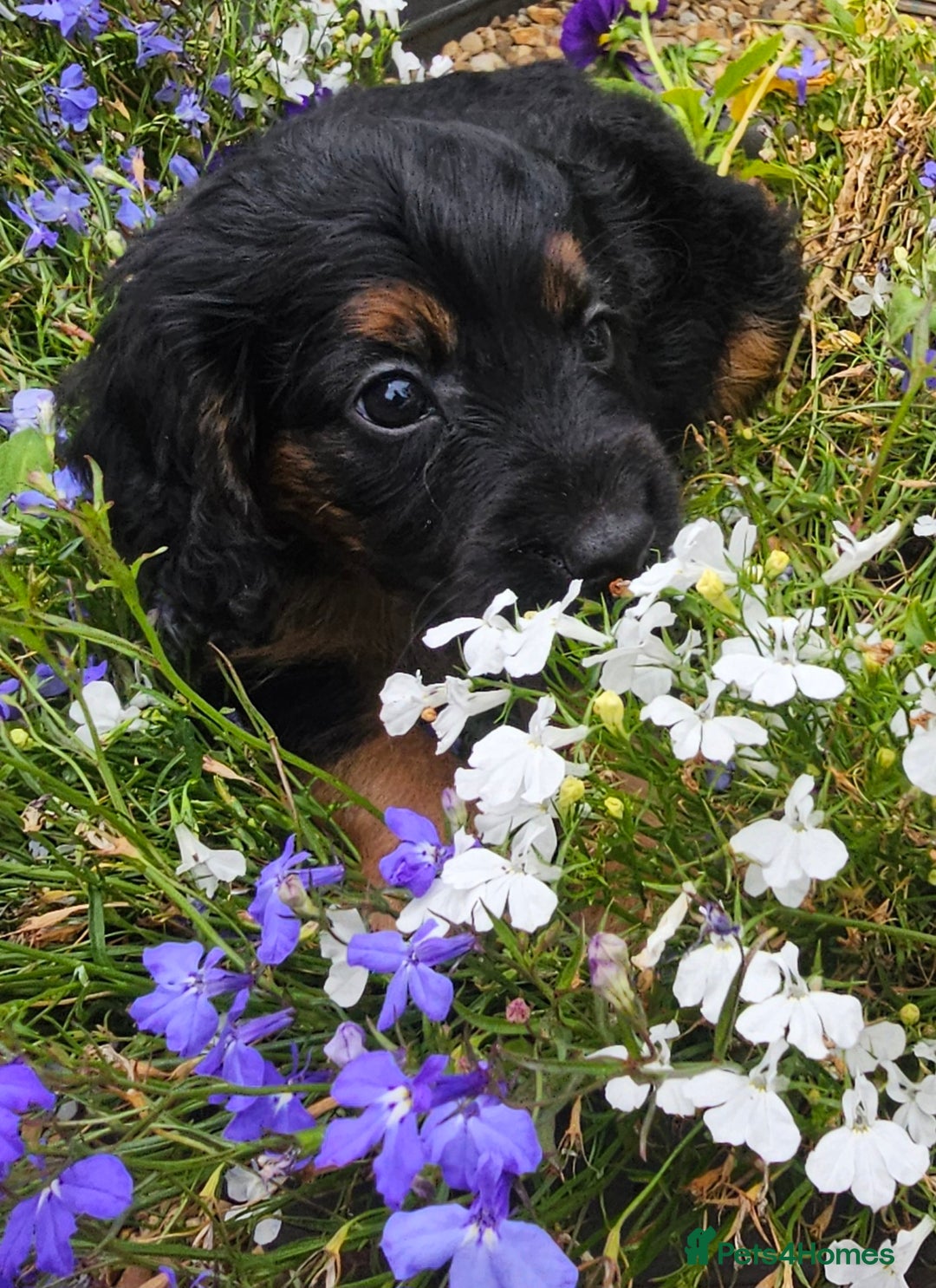 Cockapoo dogs for sale: The best cockapoos - Image 39