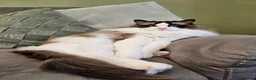 Ragdoll cats for sale: Beautiful GCCF Male Ragdoll 2 years old in Middlesbrough - Advert 20
