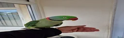 Parrots birds for sale: Super Tamed Alexanderian Parrot for sale - Advert 3