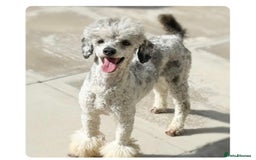 Poochon dogs for sale: Gorgeous poochon puppies 🐶🐾 - Image 12