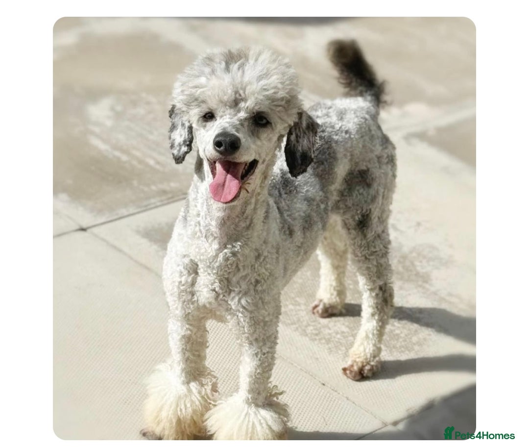 Poochon dogs for sale: Gorgeous poochon puppies 🐶🐾 - Image 12