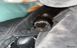 Cockalier dogs for sale: ‼️‼️Best ** grift ever‼️‼️ - Image 10