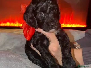 Sproodle dogs Beautiful sproodle puppies - Advert 10