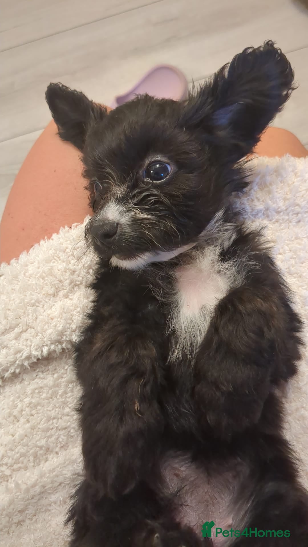 Mixed Breed dogs for sale: Cockapoo x cairn terrier - Image 17