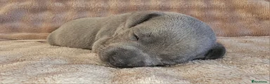 Staffordshire Bull Terrier 1