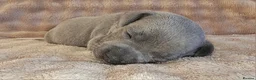 Staffordshire Bull Terrier dogs for sale: KC Reg Staffy Puppies - Bullscaff Sire Bill in Boston - Advert 10