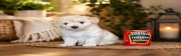 Maltipoo dogs for sale: 5⭐❗️READY NOW❗️⭐️TINY KOREAN MALTIPOO PUPPIES⭐️ - Advert 14