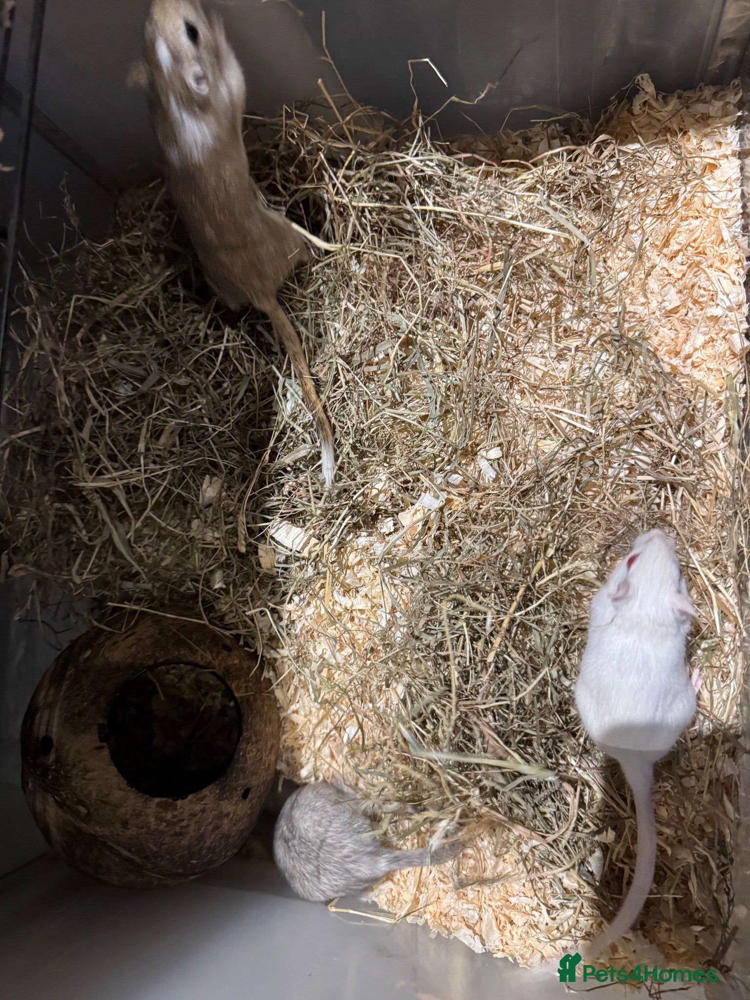 Gerbil rodents 3 Female Gerbils looking for a home - Advert 11