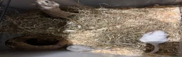 Gerbil rodents for sale: 3 Female Gerbils looking for a home - Advert 1