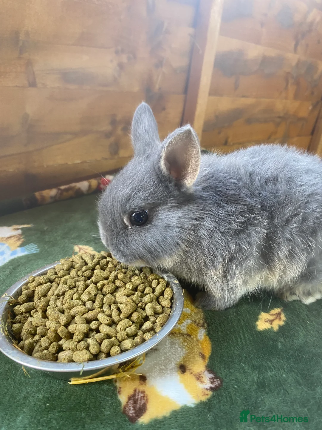 Netherland Dwarf rabbits for sale: Netherland dwarf rabbits  - Advert 1