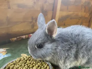 Netherland Dwarf rabbits Netherland dwarf rabbits - Advert 1