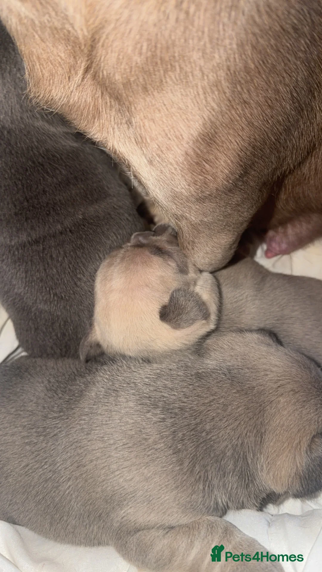 French Bulldog dogs for sale: 2 stunning girls available  - Advert 9