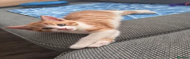 Ginger male