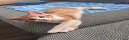 Mixed Breed cats for sale: Gorgeous Calico and Ginger kittens in Eastleigh - Advert 3