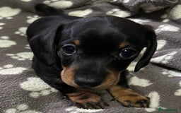 Miniature Dachshund dogs for sale: Stunning Miniature Dachshund Pups - Image 3
