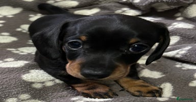 Miniature Dachshund dogs - Advert 5