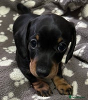 Miniature Dachshund dogs - Advert 3