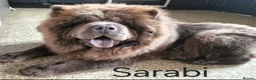 Chow Chow dogs for sale: 1 Male and 1 Female full Adult Chow Chows  - Advert 4