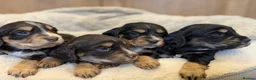 Cocker Spaniel dogs for sale: Beautiful Working type Cocker Spaniel Puppies - Advert 5