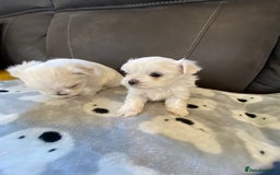 Maltese dogs for sale: Beautiful Maltese Puppies  - Image 5
