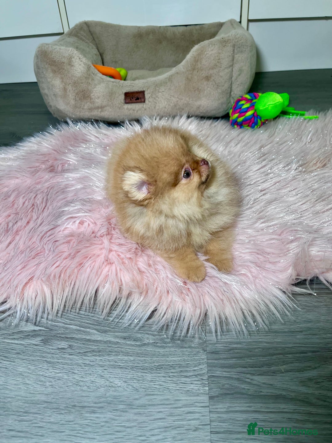 Pomeranian dogs for sale: 🐻Green eyed👁️Top Quality🔥 - Advert 19