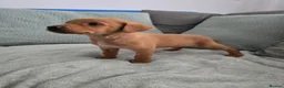 Labrador Retriever dogs for sale: Fox red labrador puppies  in Sunderland - Advert 8