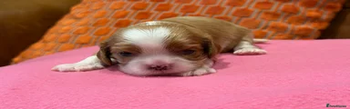 Cavalier King Charles Spaniel 4