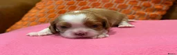 Cavalier King Charles Spaniel dogs for sale: KC reg 2 boys 2 girls - Advert 4