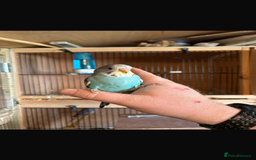 Budgerigars birds for sale: Hand reared Budgies  - Image 4