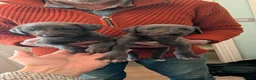 Mixed Breed dogs for sale: Bedlington Whippet puppies  - Advert 3