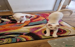 Siamese cats for sale: Flame point siamese kittens  - Advert 7