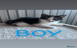 Mixed Breed cats for sale: Gorgeous kittens ready for loving forever homes  - Image 6