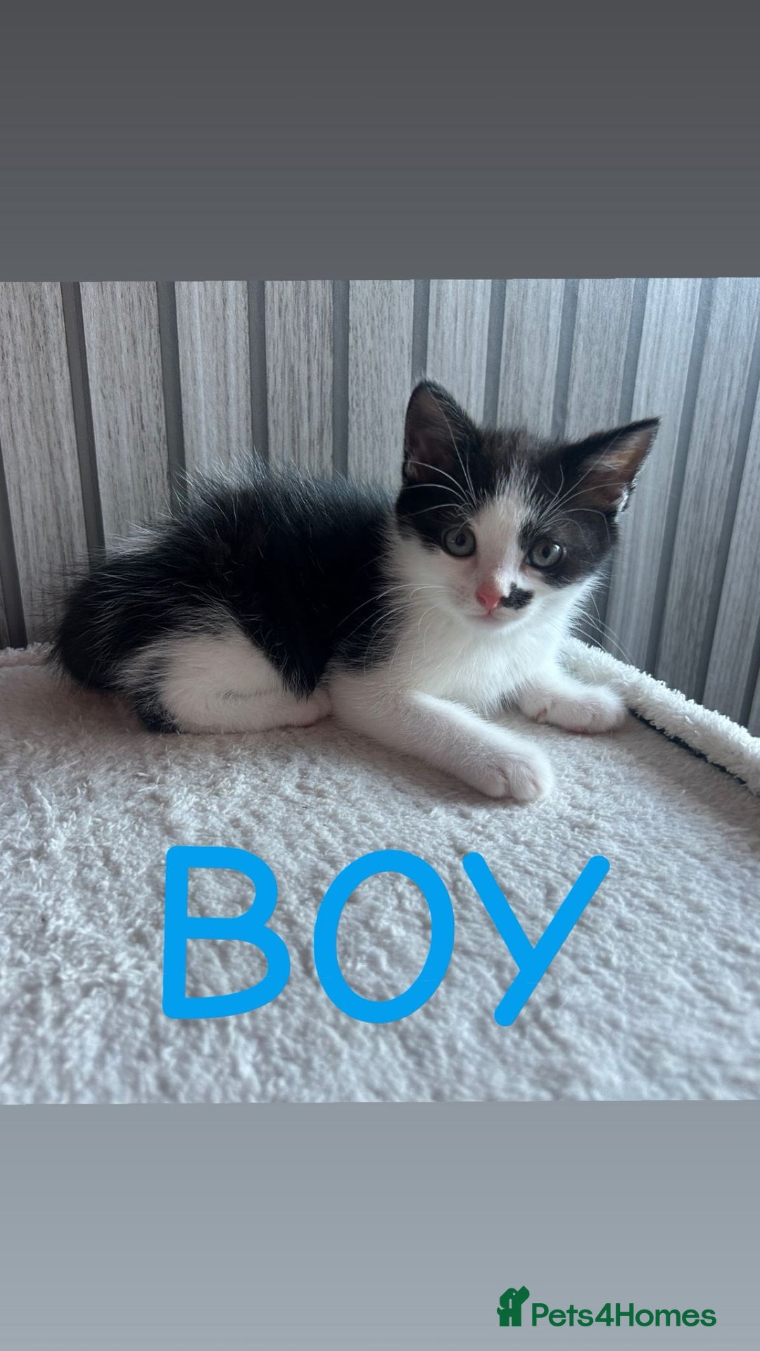 Mixed Breed cats for sale: Gorgeous kittens ready for loving forever homes  - Image 6