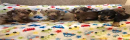 Miniature Dachshund dogs for sale: 5 Miniature Dachshund puppies ready 30th April  - Advert 8