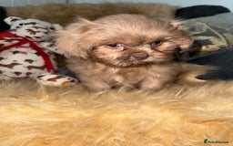 Shih Tzu dogs for sale: 💙 Stunning lilac shih tzu boy 💙 - Image 3