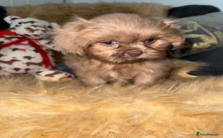 Shih Tzu dogs - Advert 3