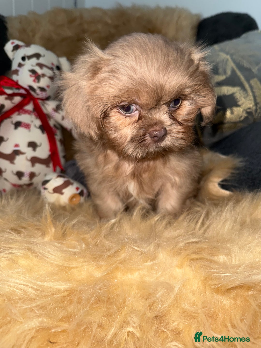 Shih Tzu dogs for sale: 💙 Stunning lilac shih tzu boy 💙 - Image 3